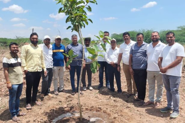 Tree Plantation