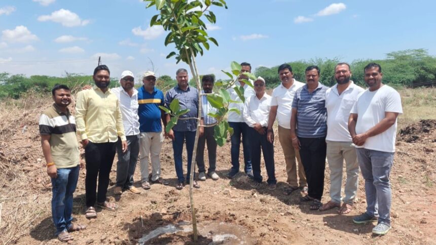 Tree Plantation